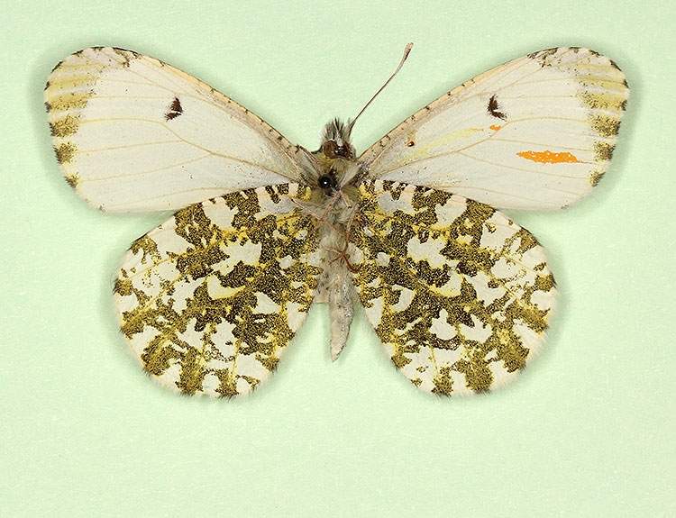 Anthocharis cardamines (gynandromorph, verso 1) (Internet Image property of respective owner, non-commercial use only)